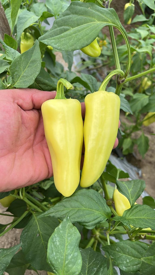 Bell pepper