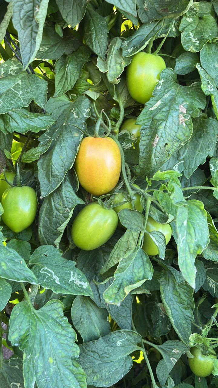 Heirloom plant