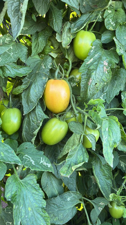 Heirloom plant
