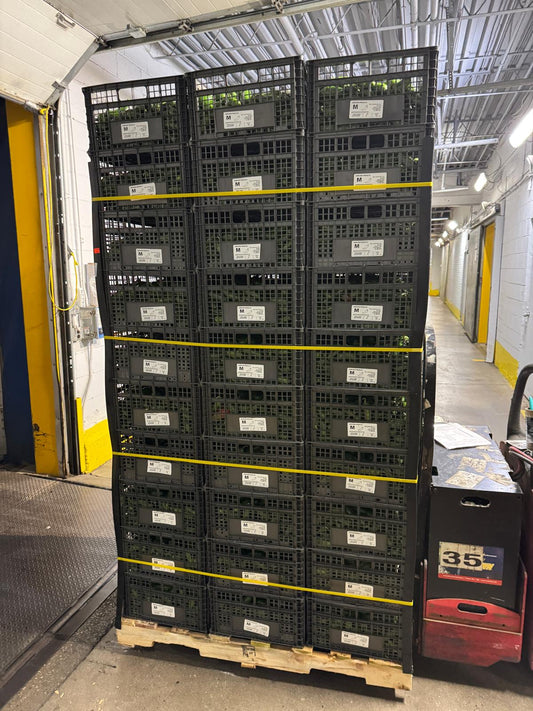 Jalapeno Peppers Medium Size (35 lb Crate)